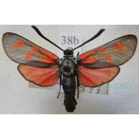 Zygaena loti achilleae Esper, 1780 Kraśnik rogalik Czech38b